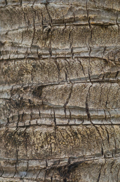 cracked texture palm tree trunk.