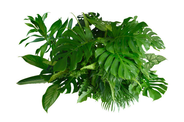 istock Various species of tropical leaves on a white background, Including the cutting path 2099054552