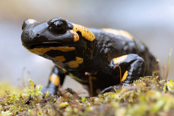 istock colorful salamander in natural habitat 2099060342