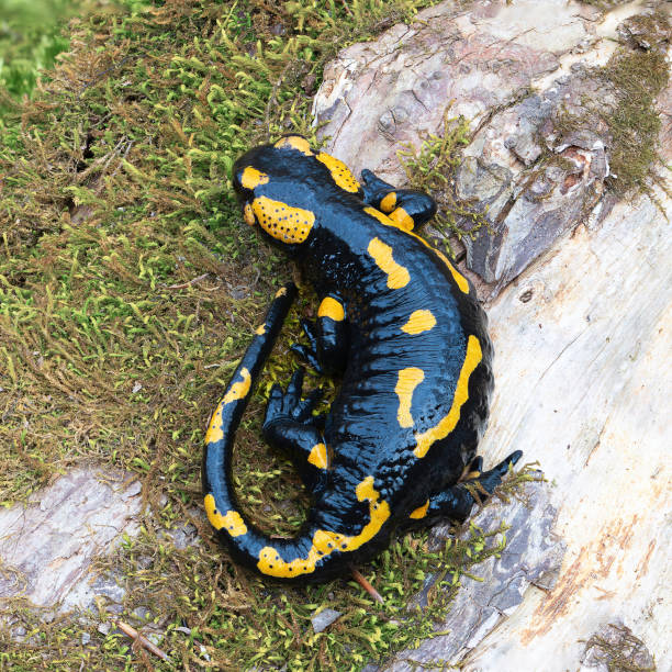 istock full lenght salamander in natural habitat 2099060606