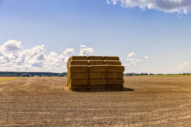 istock straw stacks in the field after the grain harvest 2099063046