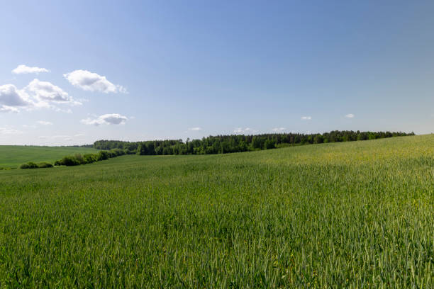 istock a field with green unripe cereals in summer 2099063063