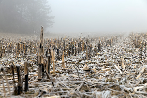 cornfield with snow after harvest, poorly harvested corn crop remaining for the winter