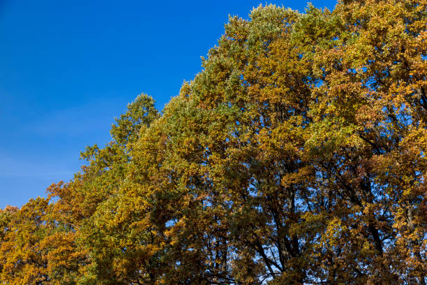 old huge oaks with orange autumn foliage, old oak in the field during autumn leaf fall