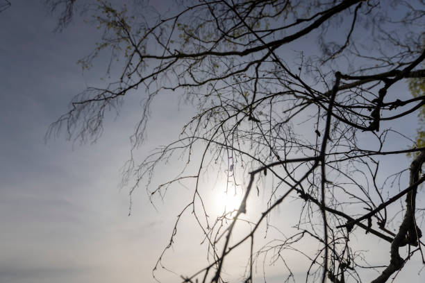 deciduous trees in the spring season during the day, beautiful trees in warm spring weather with the first foliage