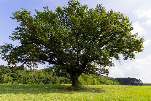 green oak in the summer season, a beautiful powerful oak with green foliage in sunny weather in summer