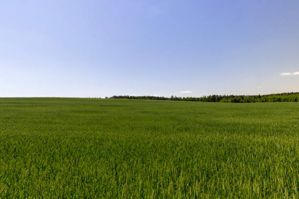 istock a field with green wheat in sunny weather 2099065834