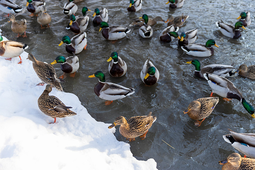 wild ducks swim in the freezing winter river, many beautiful wild ducks wintering in Europe during the frosts