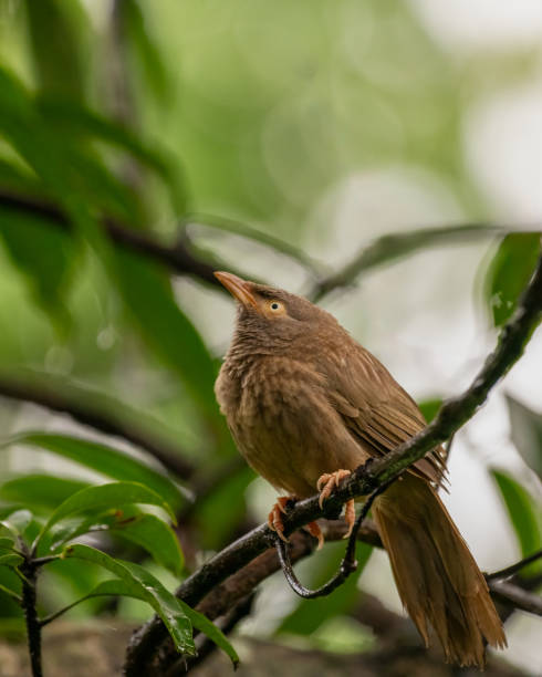 istock Side profile of a Jungle babbler perched on a tree branch 2099080892