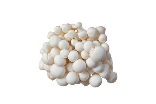 Top view of White Shimeji Mushroom cultivated in cooling plant without pesticide, chemical fertilizer and growth hormone isolated on white background included clipping path.