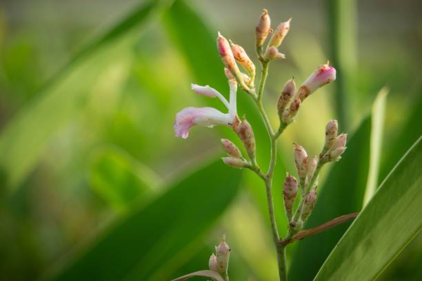 istock Close-up of a budding flower with grass in the background 2099096084