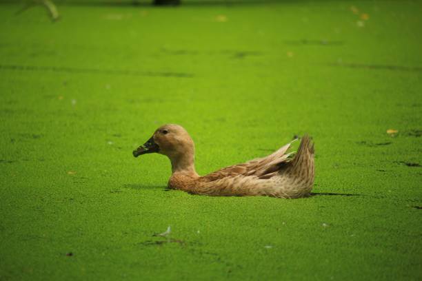 Brown duck swimming in a lake with bright green algae