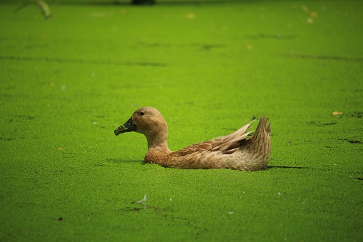 Mallard Couple