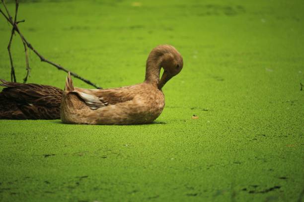istock Brown duck swimming in a lake with bright green algae 2099096625