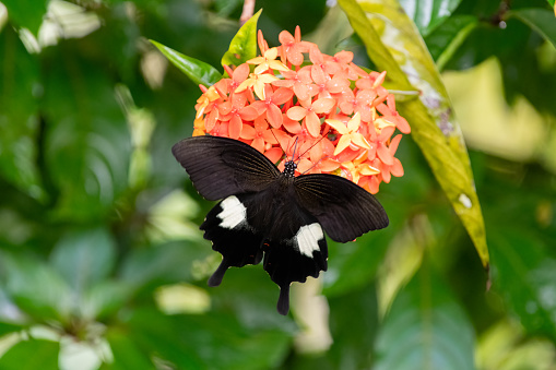 A beautiful Red Helen (Papilio helenus) butterfly with it's wings spread open and feeding on a cluster of orange flowers in the garden.