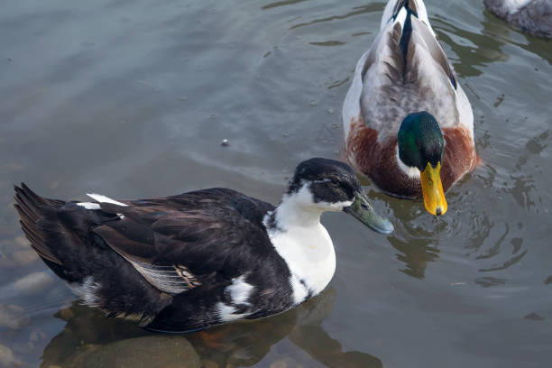 istock Ducks swim in the pond. 2099131427