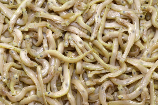 simmered ice goby, a Japanese seafood delicacy