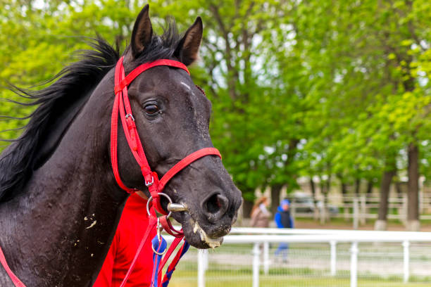 lead the horse to races
