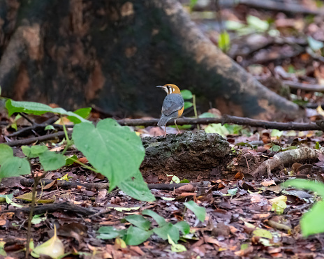 An Orange-headed thrush (geokichla citrina) resting on a rock on the ground in the forest at the Bondla Wildlife Sanctuary in Goa, India.
