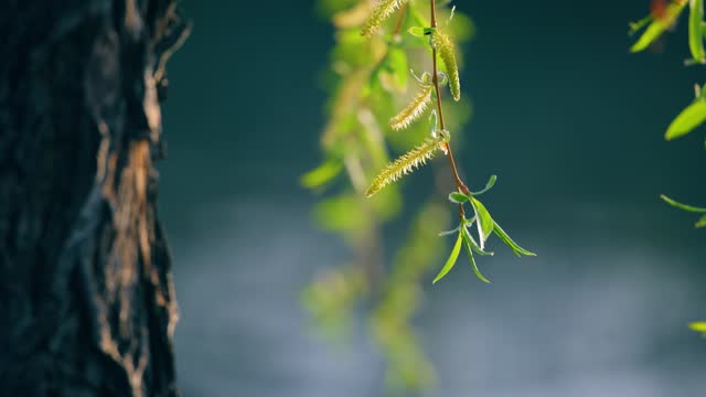 Weeping willow branches with tender spring leaves