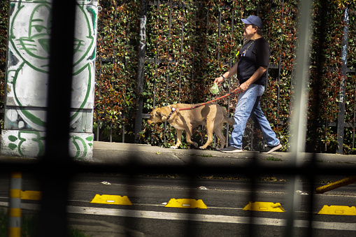 Bogota Colombia 21 de Febrero de 2024:Exploring the City: Man walking his dog