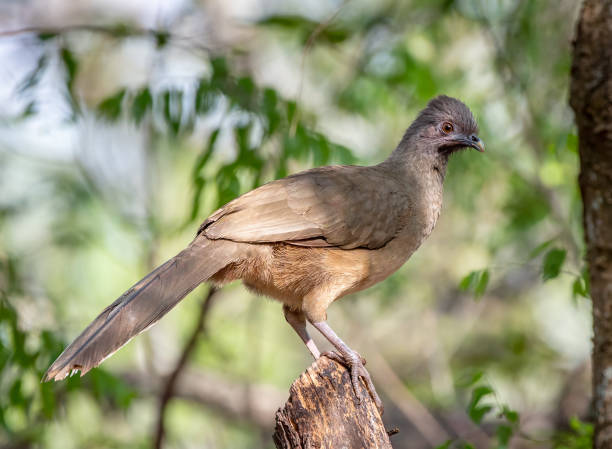 This drab colored Plain Chachalaca perched on a woodland stump while surveying its surroundings in a south Texas woodland.