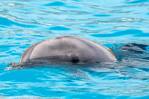 A Dolphin close up portrait in blue water