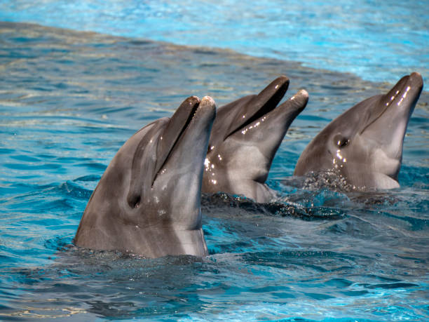 istock Dolphins close up portrait in blue water 2099196946