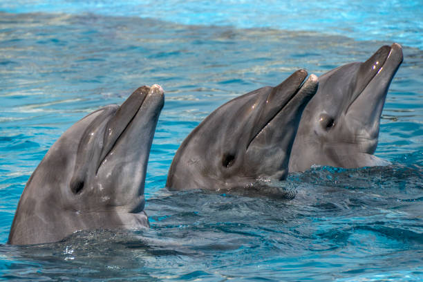 istock Dolphins close up portrait in blue water 2099197117