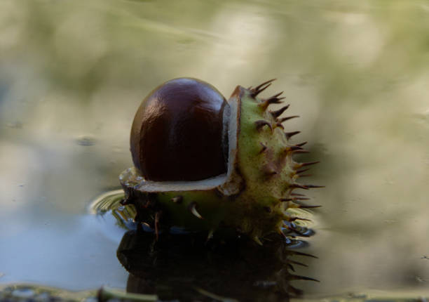 Aufgeplatzte Kastanie liegt im Wasser