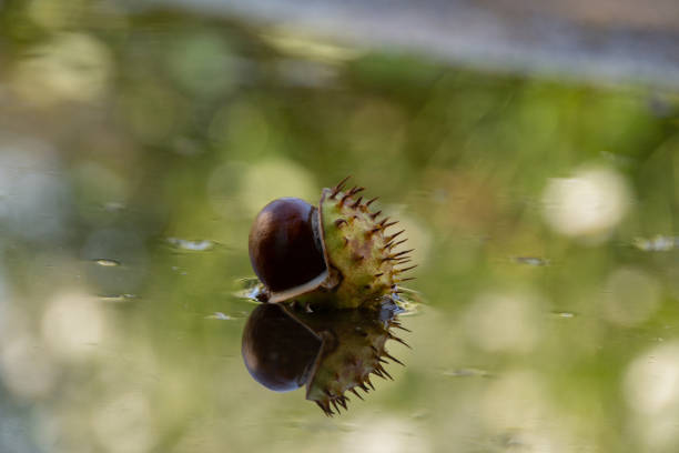 Aufgeplatzte Kastanie liegt im Wasser