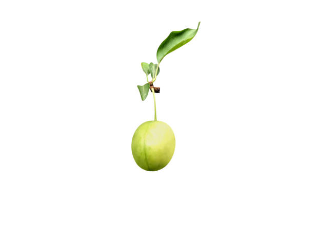 Prunus domestica is edible and usually sweet, though some varieties are sour and made from fruits of this species.