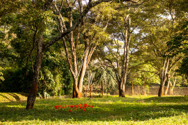 We do not only discover the beauty in this fantastic landscape garden, but we also engage in brilliant discussion about smart cities applying nature in urban systems at LM Kafé, Rohero, Bujumbura.