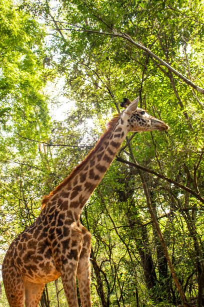 istock A medium shot of a giraffe in the forest 2099222180