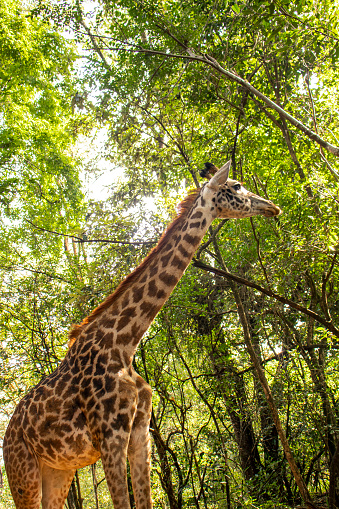 A medium shot of a giraffe in the forest reserve