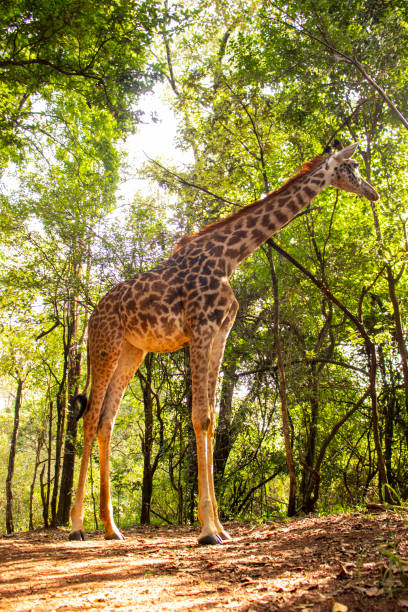 istock A giraffe  standing tall in the forest 2099222702