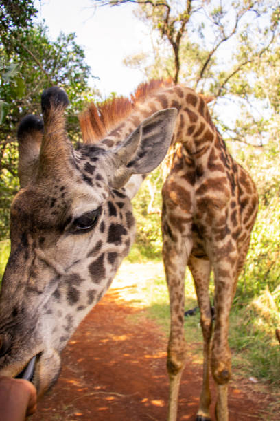 istock A giraffe eating  from a person's hand 2099222731