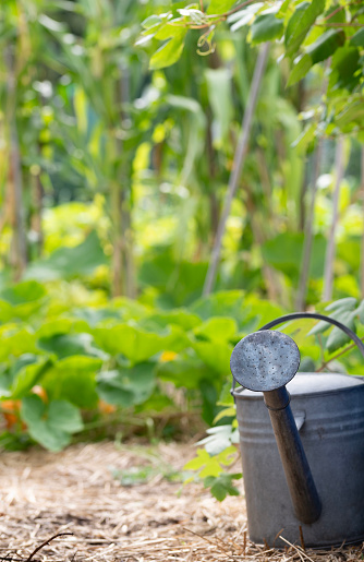 A wooden watering can sits on the ground amidst shrubs and grass in a natural landscape garden environment