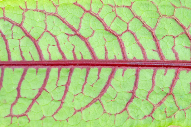 Beetroot mangold leaves background, close-up. Growing of vitamin salad.