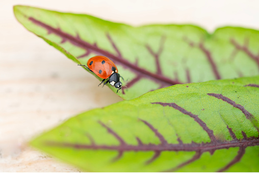 An arthropod known as a ladybug is perched on a vibrant green leaf in its natural environment. Its distinct tints and shades help it blend in with the surrounding terrestrial plants