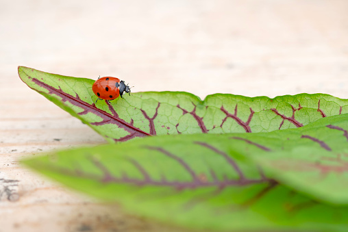 An Insect, specifically a ladybug, is perched on a green leaf. This arthropod is a beneficial organism as it is a pollinator and helps control plant pests. Perfect subject for macro photography