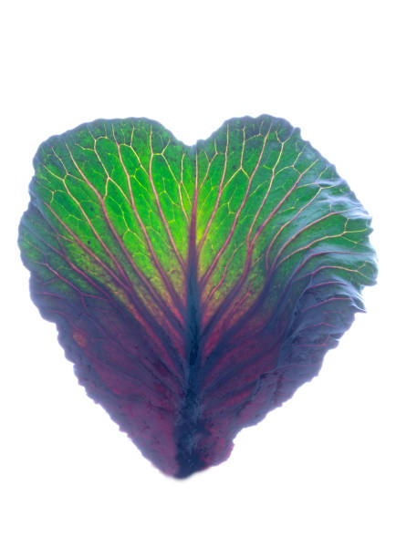 A close up of a heartshaped leaf of an annual plant with electric blue and magenta petals, showcasing symmetry and artistic patterns on a white background