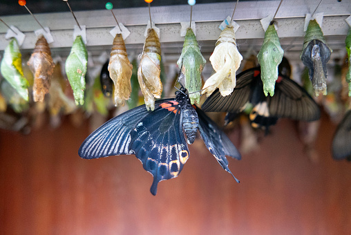 An electric blue butterfly, a pollinator and arthropod, is hanging from a row of pupae. Moths and butterflies are invertebrate insects with beautiful wings, adding to the wildlife event