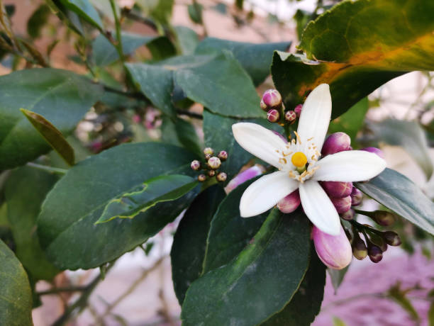 istock Beautiful white orange tree flowers on branches with green leaves 2099231312