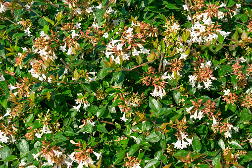 Linnaea × grandiflora, Abelia × grandiflora. White flowers in the garden. Floral background.