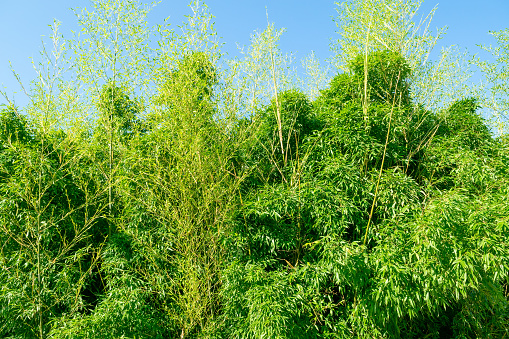 Bamboo green thickets, bamboo forest. Natural plant background. Plants and trees.