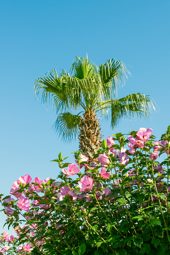 Hibiscus syriacus and palm trees in the park. Floral summer landscape.