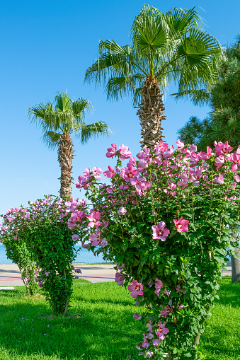 Hibiscus syriacus and palm trees in the park. Floral summer landscape.