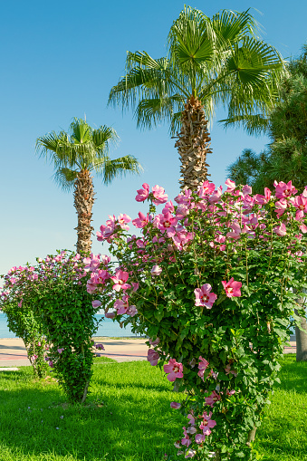 Hibiscus syriacus and palm trees in the park. Floral summer landscape.