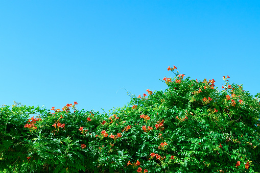 Campsis, trumpet creeper or trumpet vine. Flowers against the blue sky. Floral summer background.